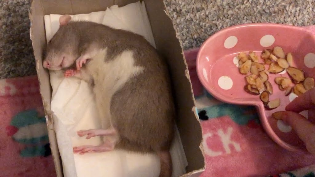 Bean Rat Asleep Almonds