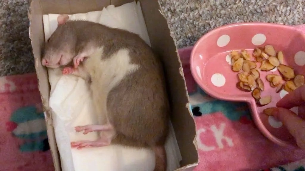 Bean Rat Sleeping
