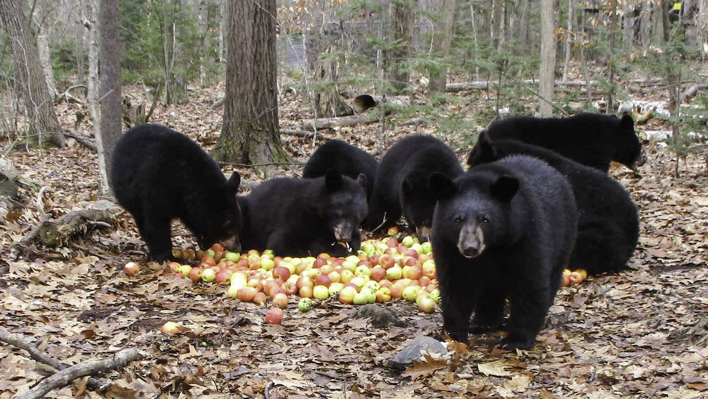 Bears With Apples