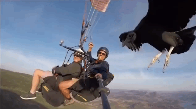 Black Vulture Lands on Selfie Stick