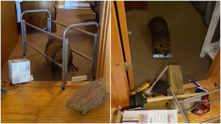 Busy Baby Beaver Builds Inside Dam