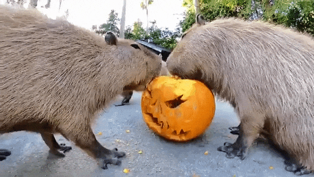 Capybaras Eat Jack O Lantern