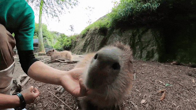 Capybaras Wait in Line For Scratches