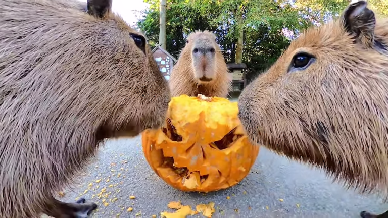 Capybaras eat jackolantern