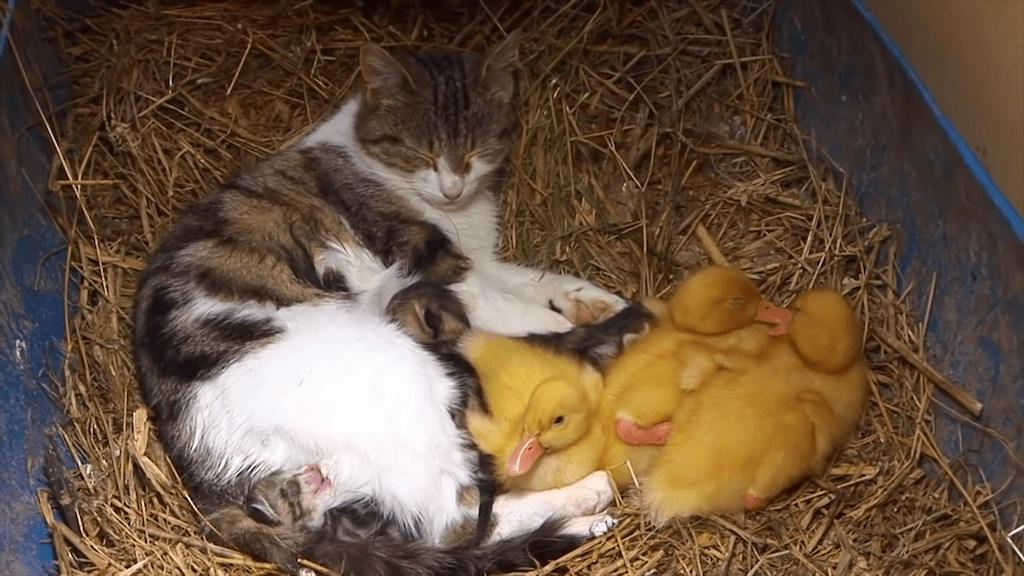 Cat Adopts Newly Hatched Ducklings After Giving Birth