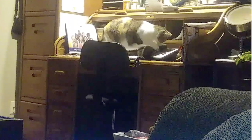 Cat-Knocks-Phone-Off-Hook-to-Wake-Humans