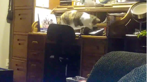 Cat Knocks Phone Off Hook to Wake Humans