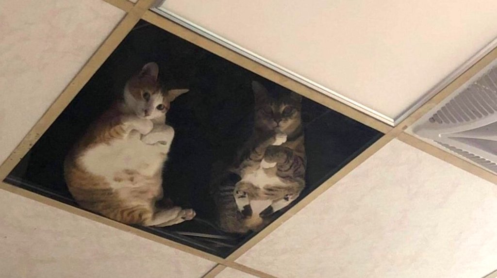 Ceiling Bodega Cats