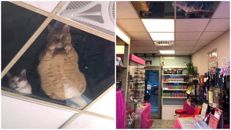 Ceiling View Bodega Cats