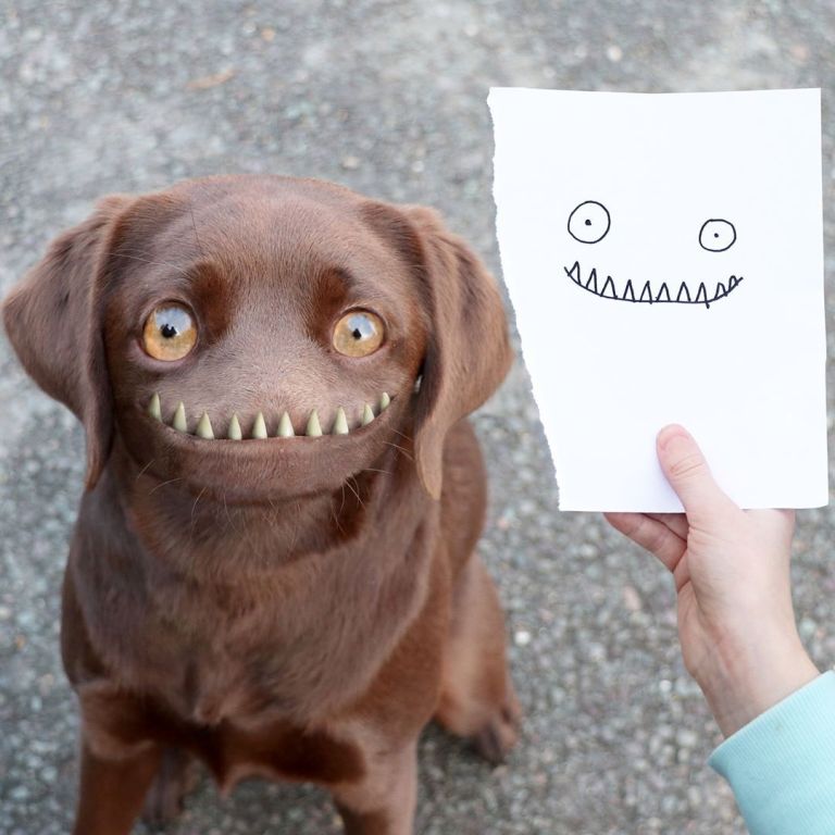 Chocolate Labrador Face