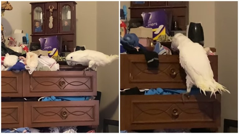 Cockatiel Empties Sock Drawer