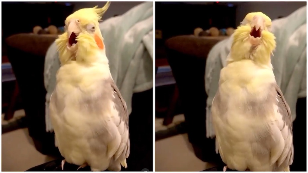 Cockatiel-Sings-Opera.jpeg