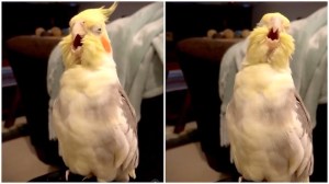 Cockatiel Sings Opera
