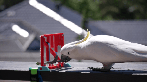 Cockatoo Solves Parrot Puzzles