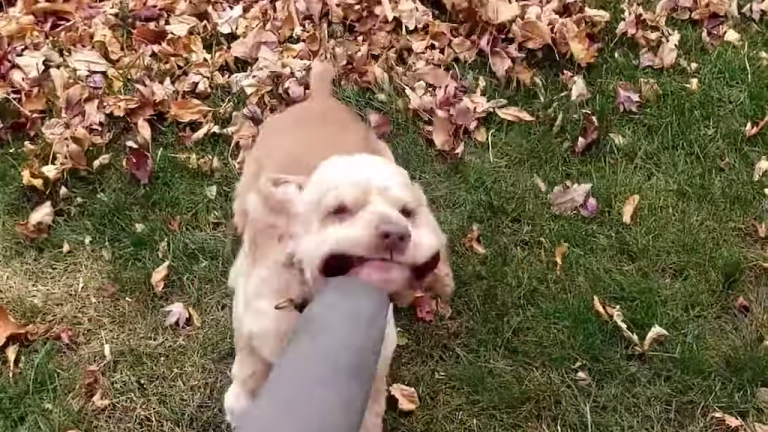 Cocker Spaniel Challenges Leaf Blower