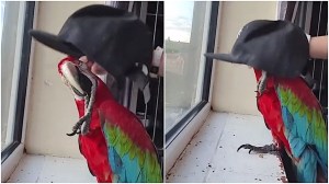 Colorful Parrot Demands Hat