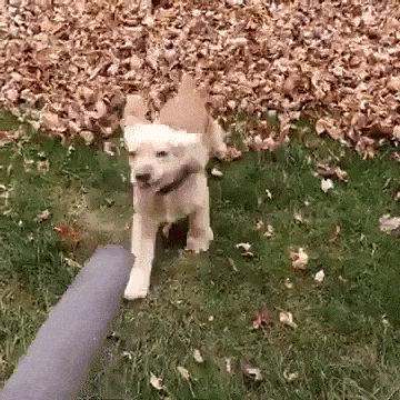 Dog v Leaf Blower