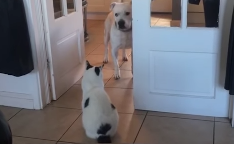 Doggy-Cant-Get-Past-Territorial-Kitty-.p