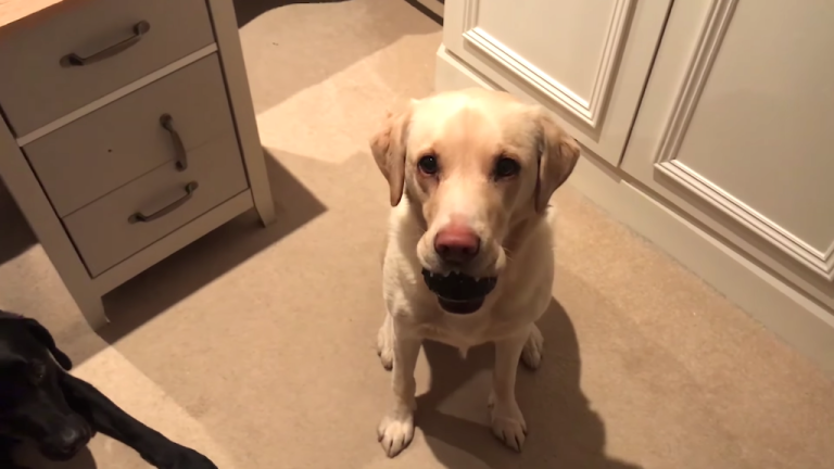 Dogs Help Build Furniture