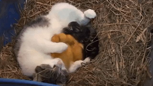 Ducklings and Kittens Nursing Mother Cat