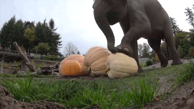 Elephant Squishing Pumpkin