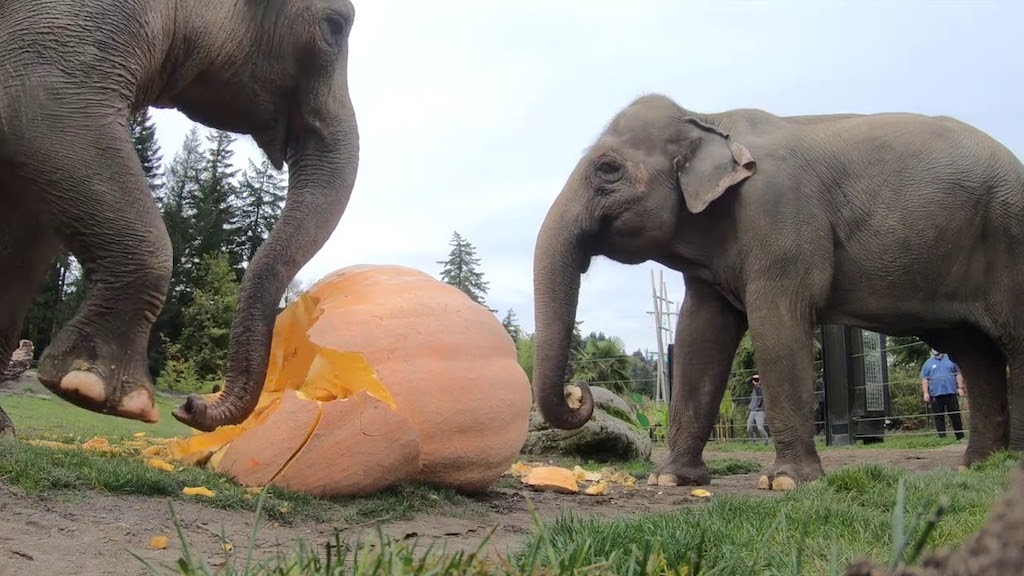 Elephants-Squish-Pumpkins.jpg