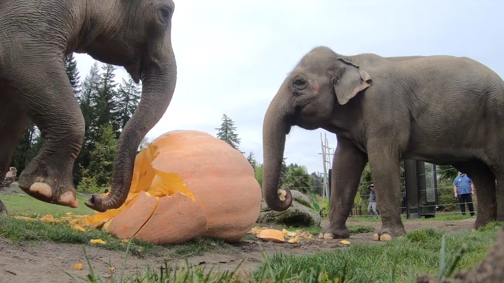 Elephants Squish Pumpkins