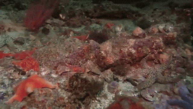Galloping Starfish Underwater