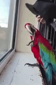 Hat on Parrot