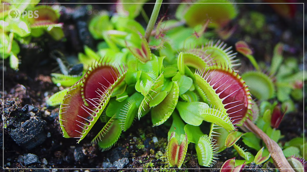 How Some Plants Evolved to Carnivorous