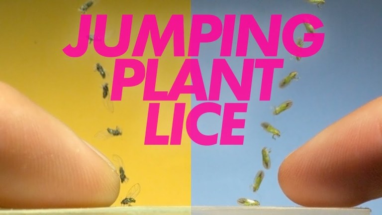 Jumping Plant Lice