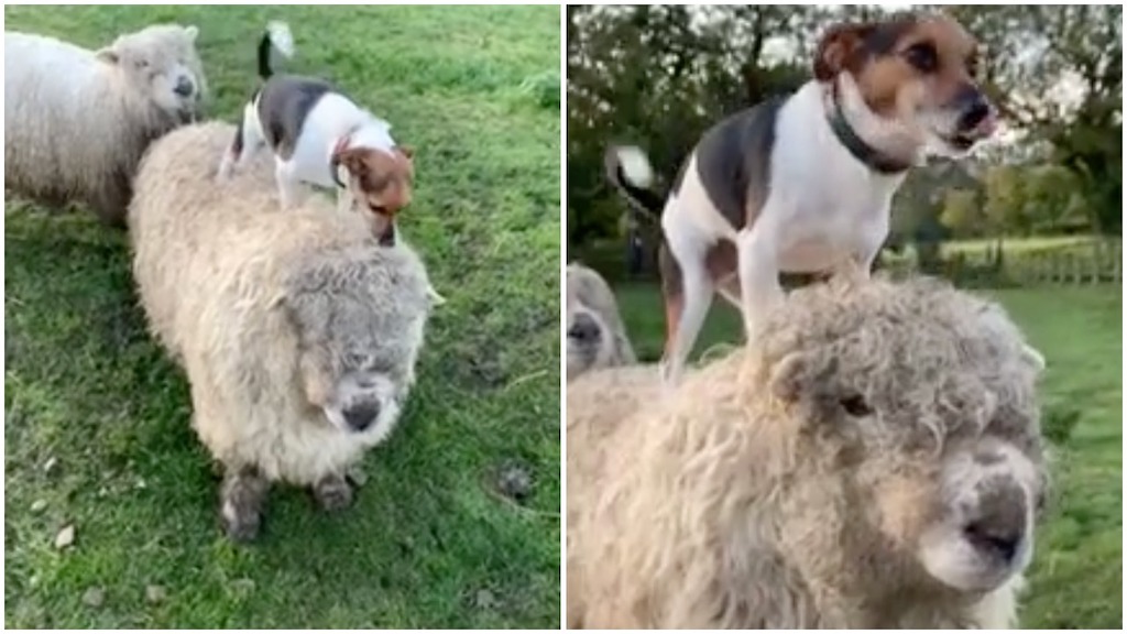 Little Dog on Big Sheep