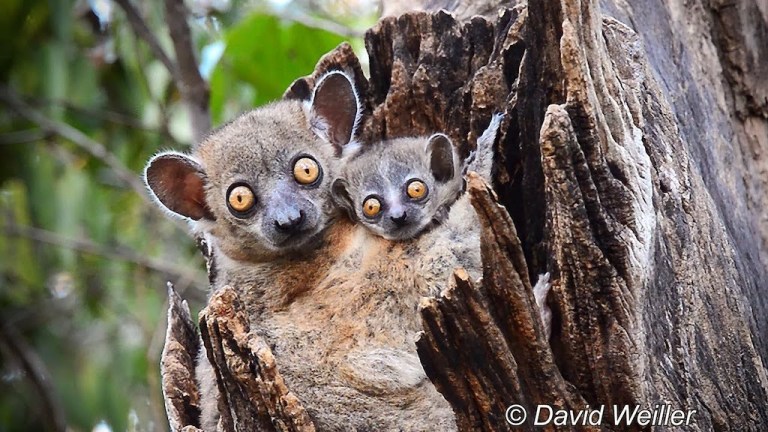 Mother and Baby Sportive