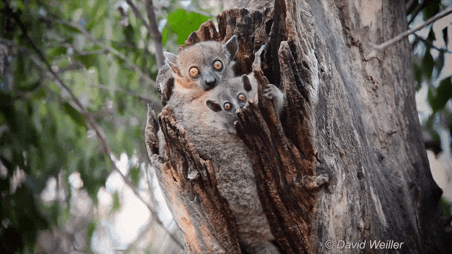 Mother and Baby Sportive Lemur