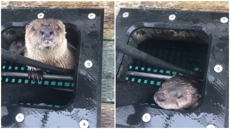 Otters Whack a Mole