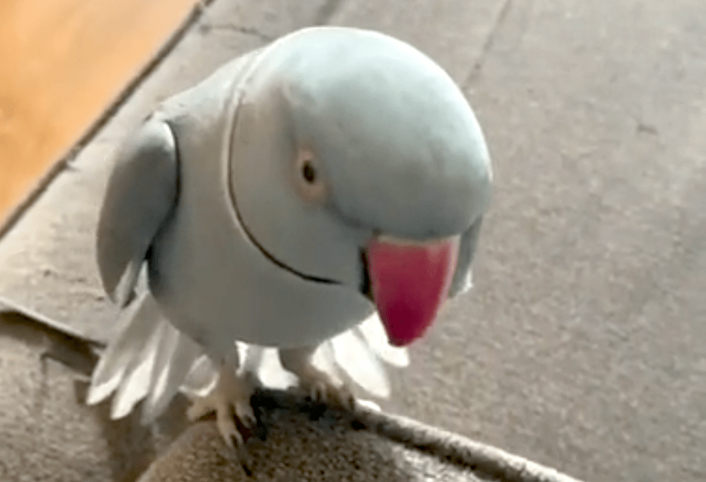 Parrot Tantrum