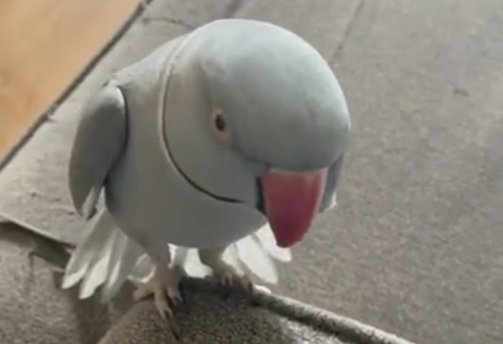 Parrot-Throws-Tantrum.png