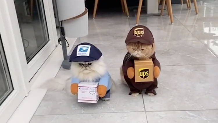Persian Cats Dress Up as USPS and UPS Workers