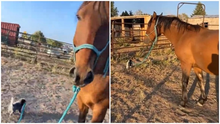 Puppy Takes Mustang for Short Walk