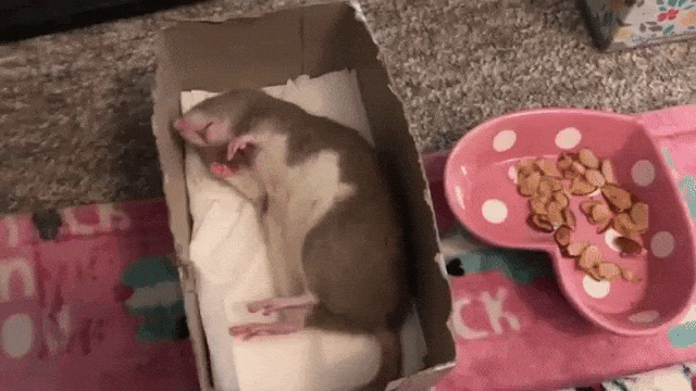 Rat Awaking to Almonds