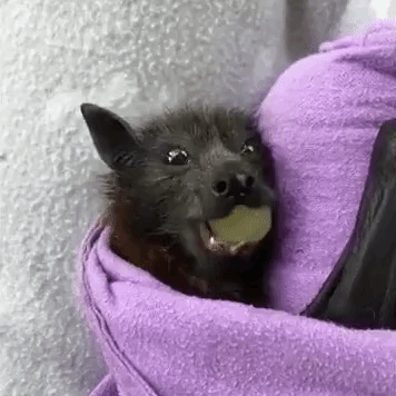 Rescued Flying Fox Samples Grape