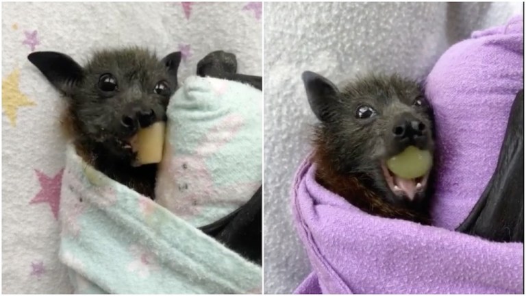 Rescued Flying Foxes Sample Fruit