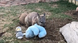 Rescued Wombat Plays With Toys