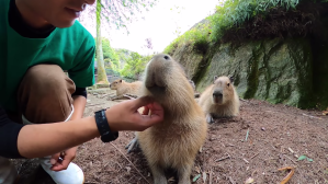 Scratching capybara one after another
