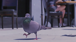 Strutting Pigeon Who Dat