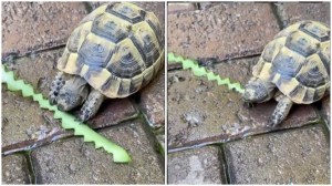 Turtle Chomps Geometric Designs Onto Cucumber