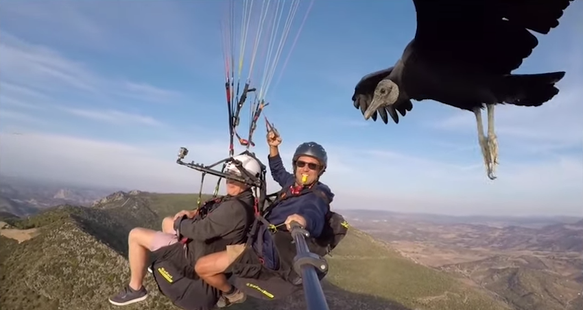 Vulture Joins Paragliders
