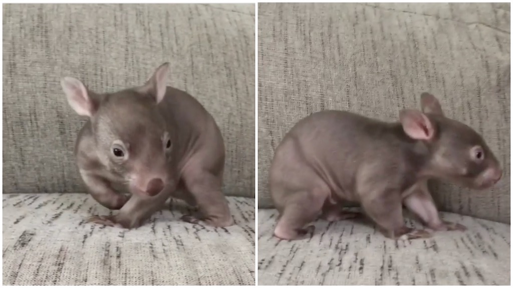 Wobbly Baby Wombat Explores Sofa