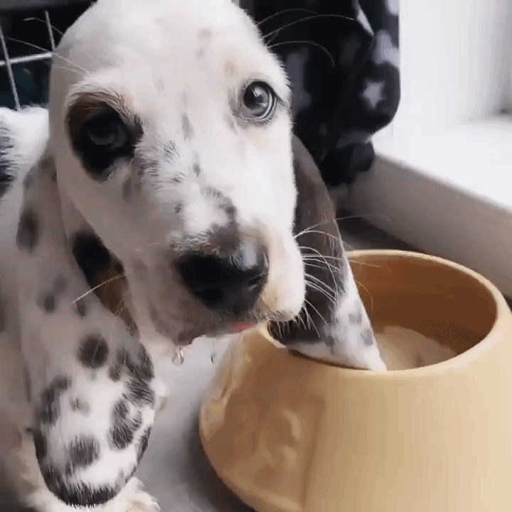 Basset Hound Puppy Ears