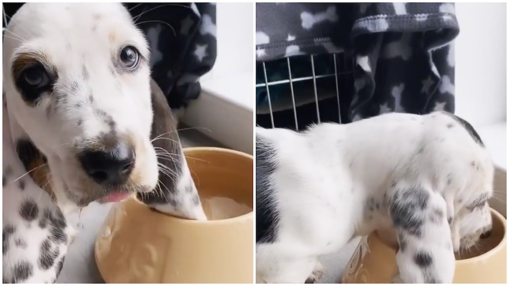 Basset Puppy Ears Water Bowl